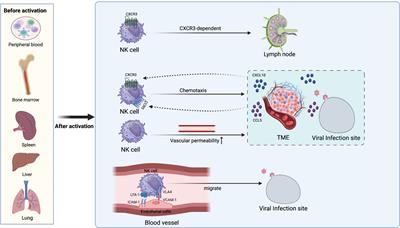Balancing act: the complex role of NK cells in immune regulation